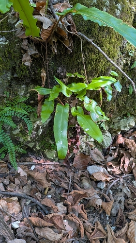 Hart's-tongue fern