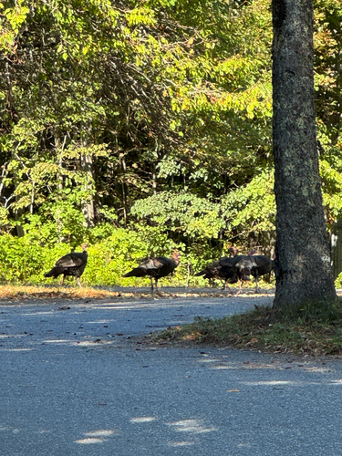 Wild Turkey