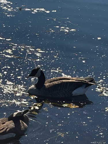 Canada Goose