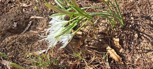 Pancratium maritimum, photograph 3