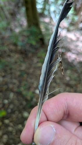 Eurasian Jay