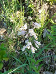 Penstemon australis