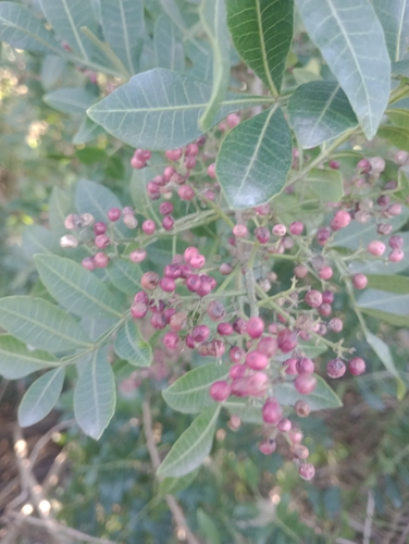 Brazilian pepper