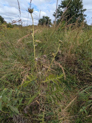 compass plant
