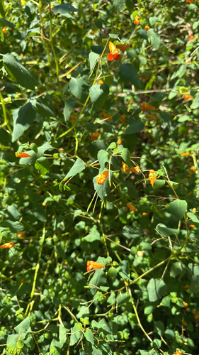 common jewelweed