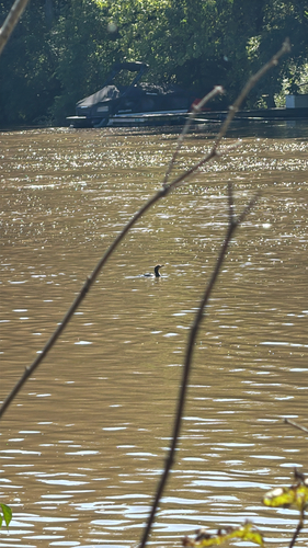 Double-crested Cormorant