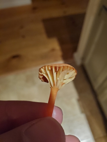 Hygrocybe cantharellus observed 2026-09-24