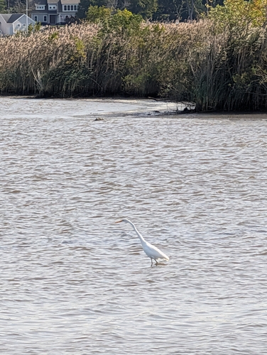 Great Egret