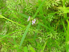 Ammannia coccinea