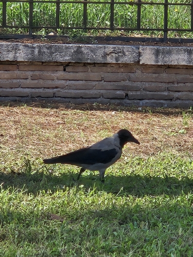Hooded Crow