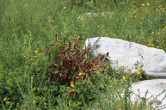 Bolusafra bituminosa