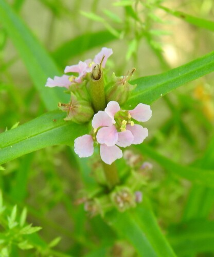 Ammannia coccinea, photograph 1