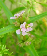 Ammannia coccinea, photograph (c) saltyhiker, some rights reserved (CC BY)