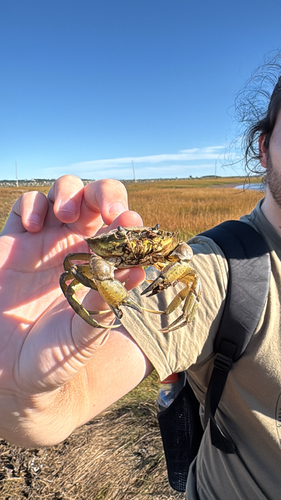 European Green Crab