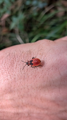 European Firebug