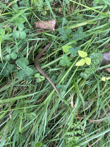 DeKay's Brownsnake