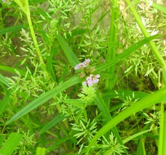 Ammannia coccinea, photograph (c) saltyhiker, some rights reserved (CC BY)