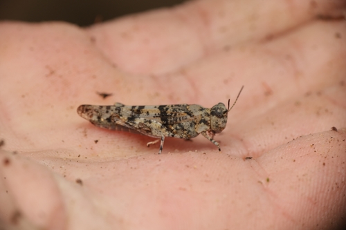 Blue-winged Sand Grasshopper