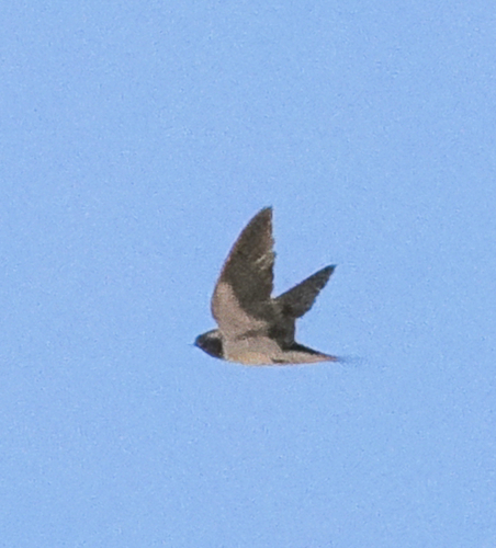 Barn Swallow
