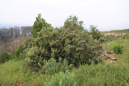 Searsia tomentosa, photograph 5