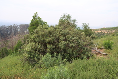 Searsia tomentosa, photograph (c) Tony Rebelo, some rights reserved (CC BY-SA)
