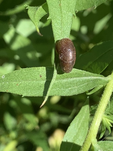 Hairy Snail