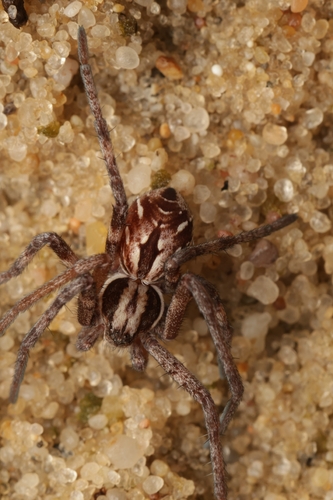 Attractive Running Crab Spider