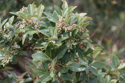 Searsia tomentosa, photograph 6