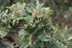 Searsia tomentosa, photograph (c) Tony Rebelo, some rights reserved (CC BY-SA)