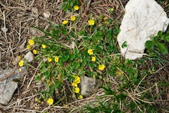 Potentilla brauniana