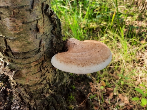 birch polypore