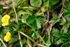 Potentilla brauniana