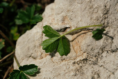 Potentilla brauniana