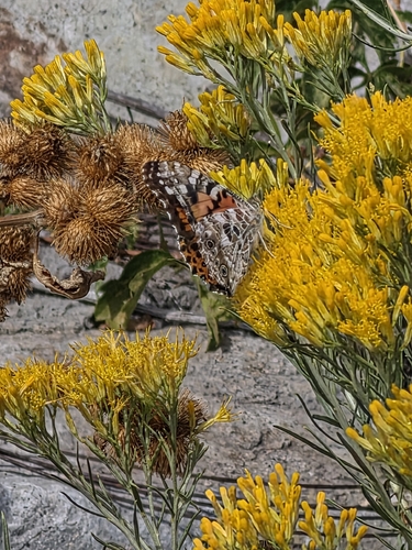 Painted Lady