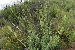 Salvia apiana × mellifera