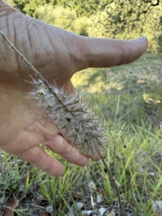 Trifolium angustifolium, photograph author not stated, no rights reserved