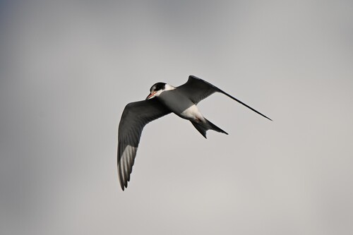 Common Tern