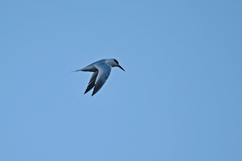 Sandwich Tern