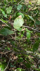 Carpinus betulus