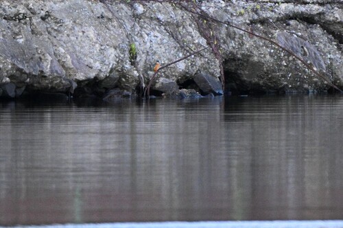 Common Kingfisher