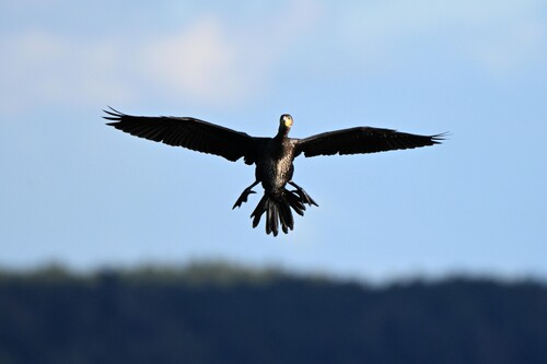 Great Cormorant