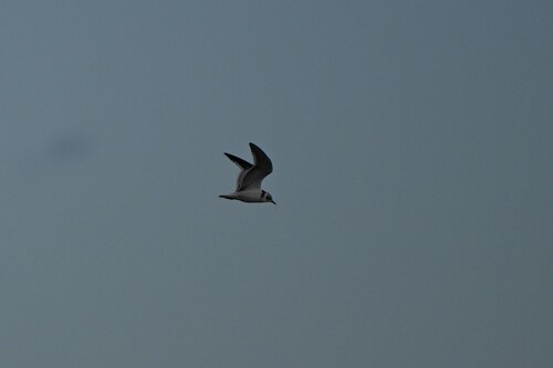 Little Gull