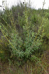 Salvia apiana × mellifera