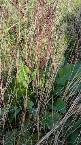 Rumex obtusifolius, photograph 6