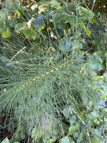 Equisetum telmateia, photograph 3