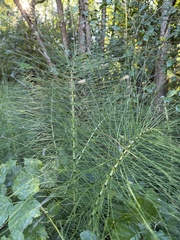author not stated, no rights reserved Equisetum telmateia, photograph author not stated, no rights reserved