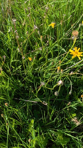 Scorzoneroides autumnalis, photograph 5