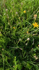 Scorzoneroides autumnalis, photograph (c) guywallbanks, some rights reserved (CC BY)