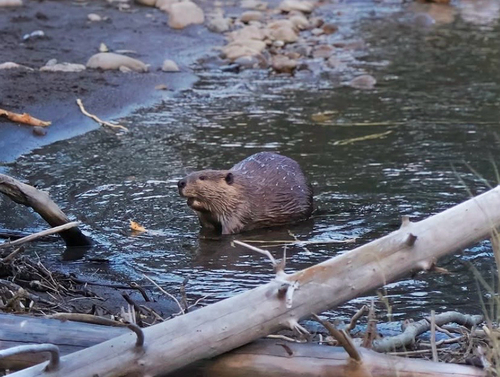 American Beaver