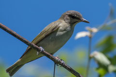 Vireo altiloquus